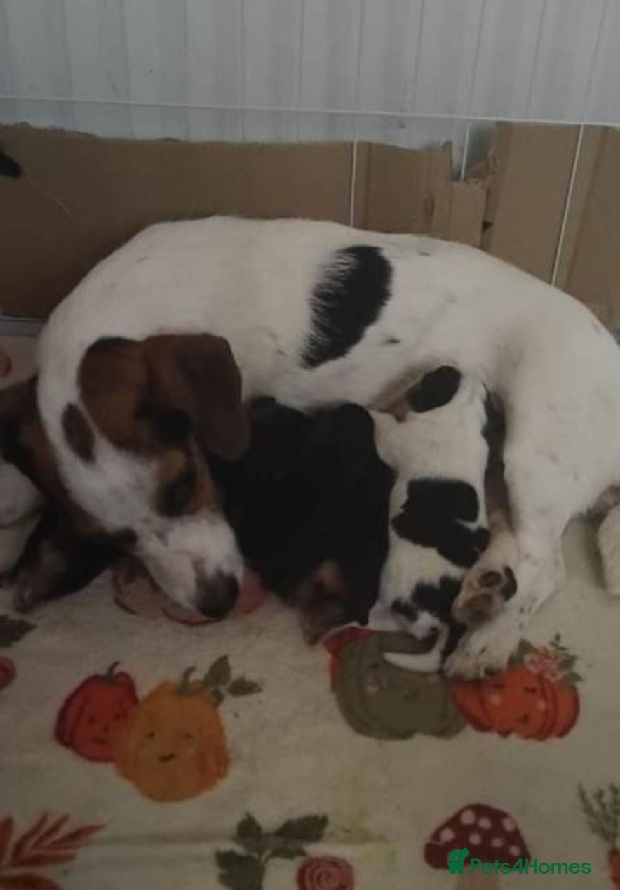 Jack Russell dogs 2 left...  Jack Russell pups - Advert 1