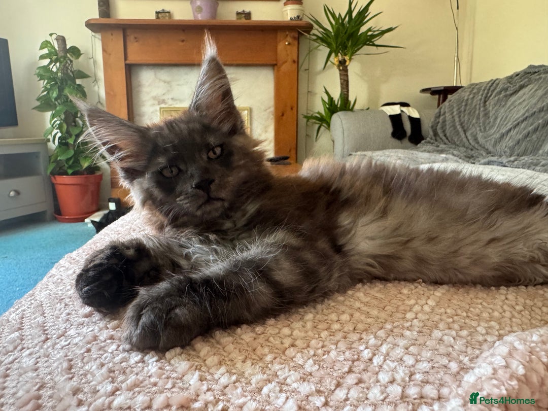 Maine Coon cats for sale: Stunning Black Smoke TiCA kittens  - Image 40