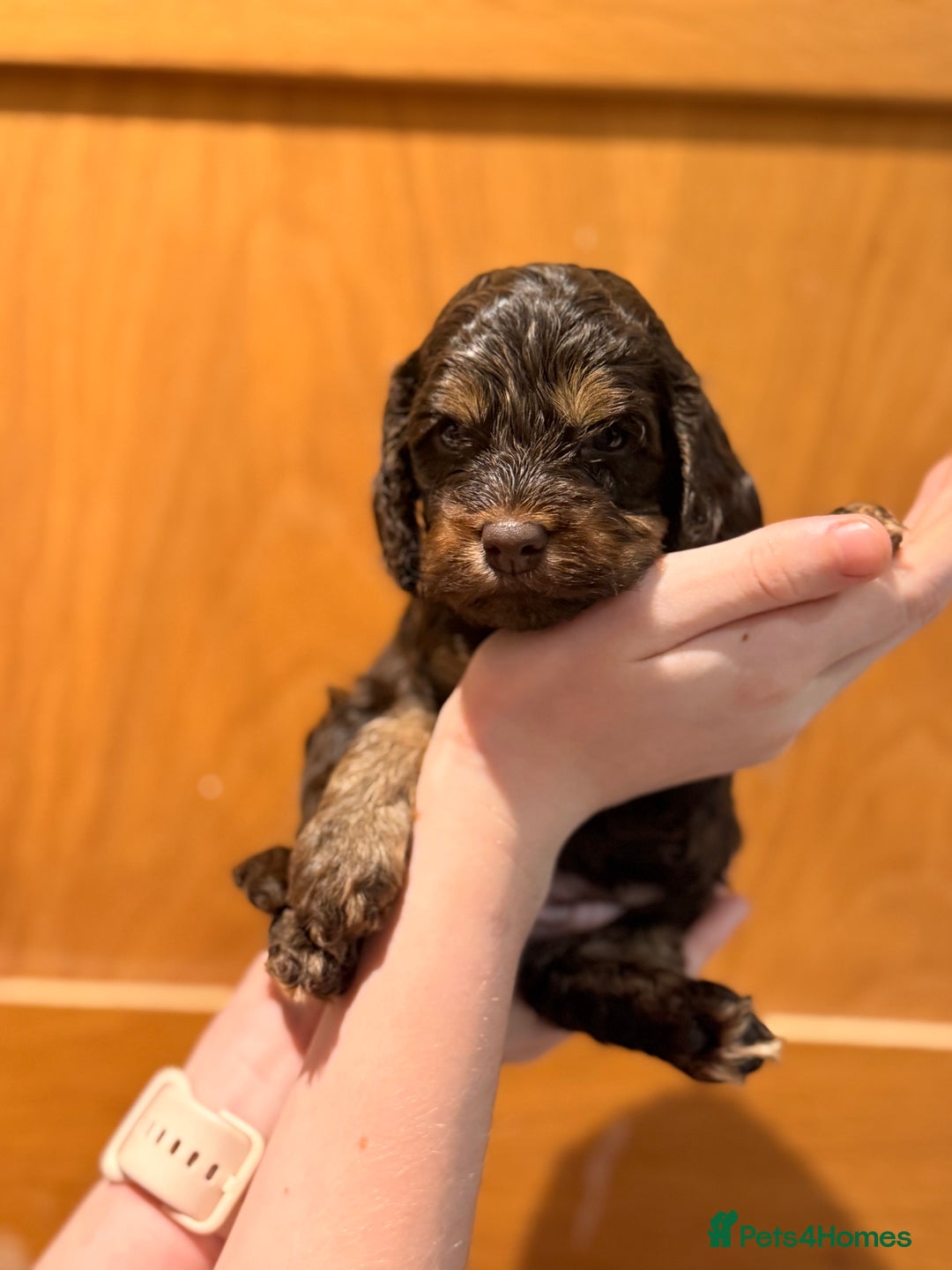 Cockapoo dogs for sale: Toy cockerpoo puppies  - Advert 4