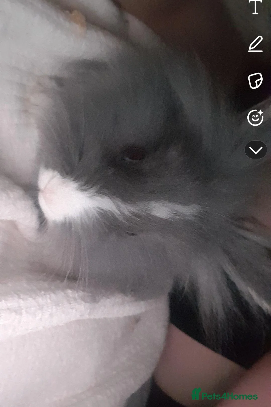 Mini Lion Lop rabbits for sale: Female lion lop rehome  in Bridgend - Advert 3