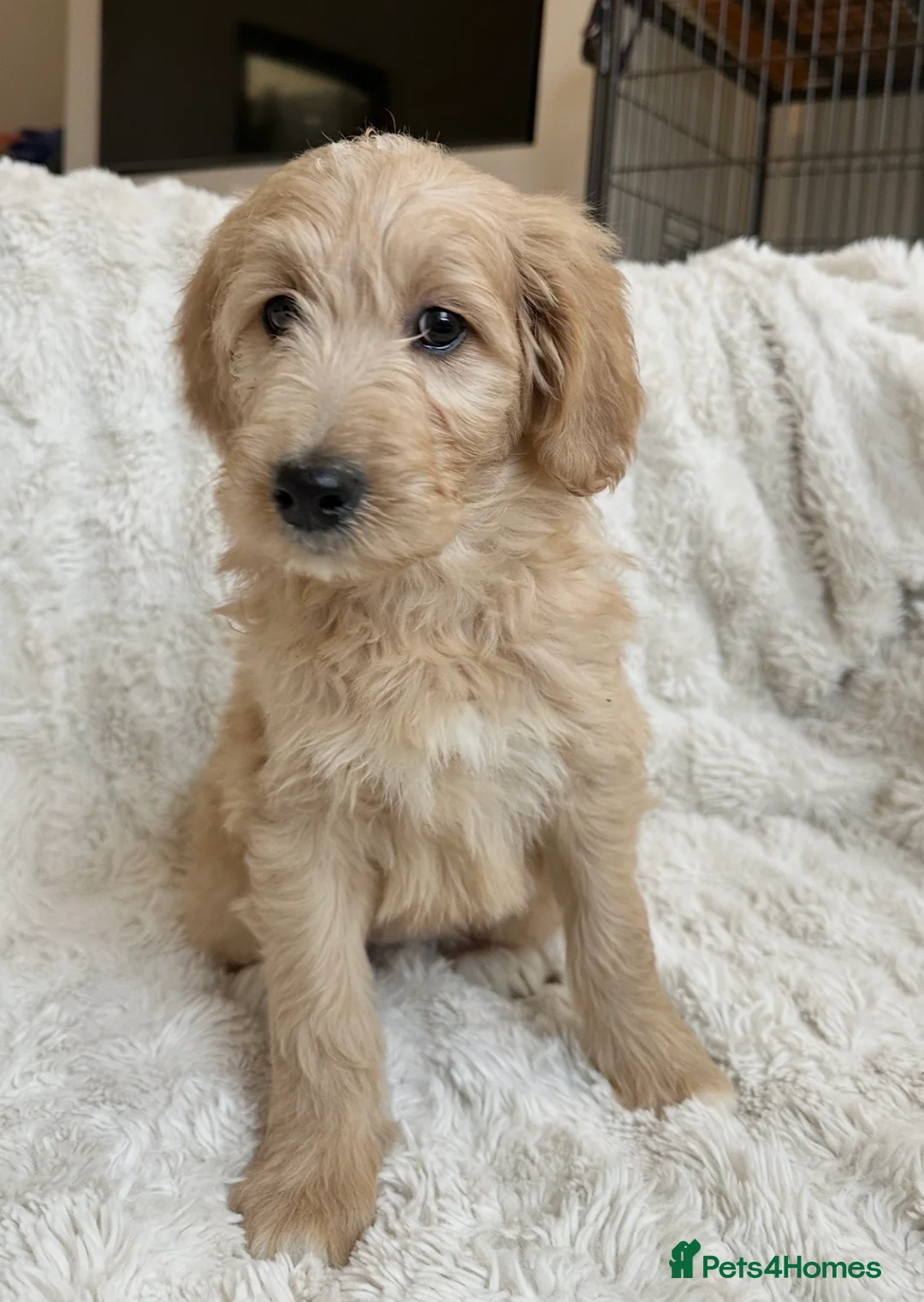 Goldendoodle dogs for sale: Big chunky doodles looking for homes  - Advert 18