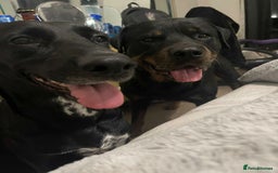 Mixed Breed dogs for sale: 🐶 Stunning German Shepmatian × Rottweiler Puppies - Image 8