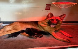 German Shepherd dogs for sale: TOP QUALITY SHOW LINES  - Image 20