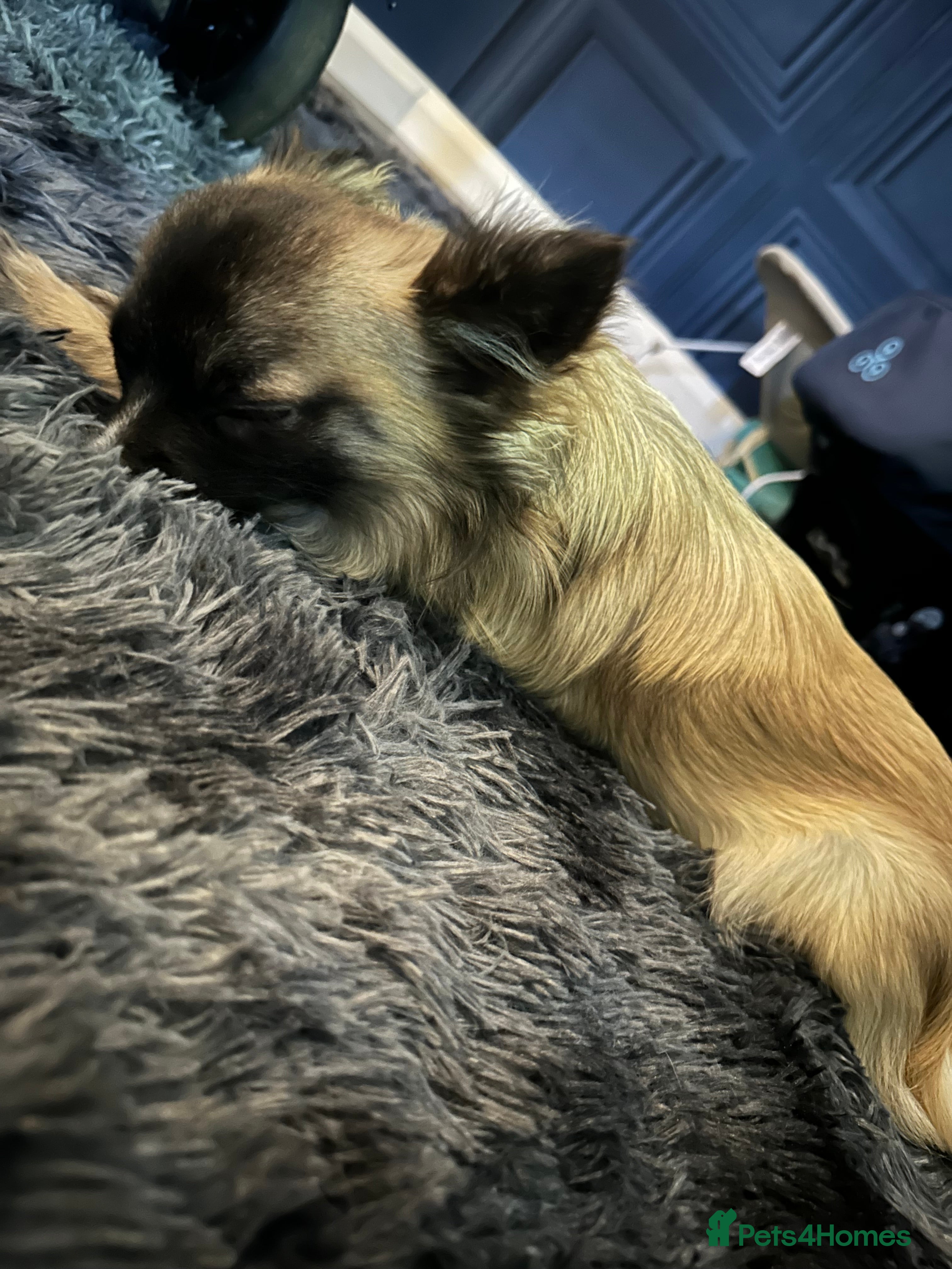 Chihuahua dogs Beautiful Long Haired Chihuahua Stud - Advert 1