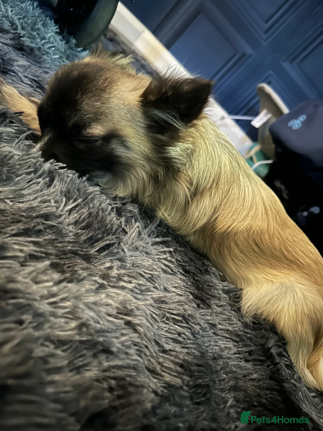 Chihuahua dogs for stud: Beautiful Long Haired Chihuahua Stud - Advert 1