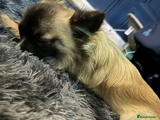 Chihuahua dogs Beautiful Long Haired Chihuahua Stud - Advert 9