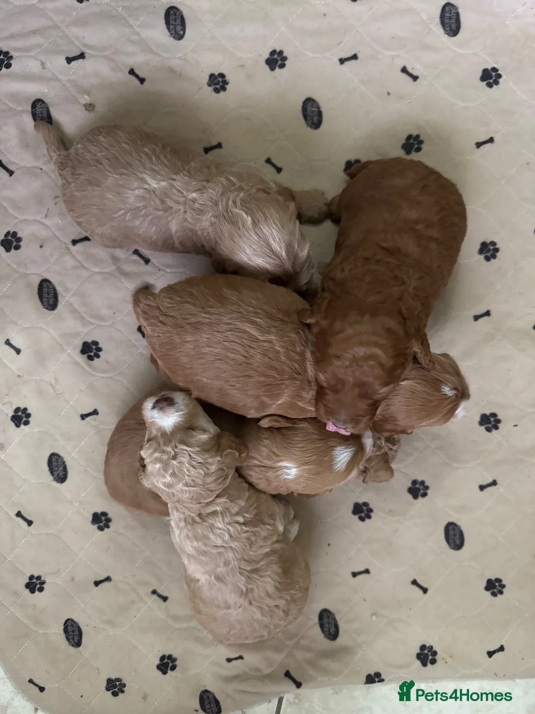 Cockapoo dogs for sale: AMAZING TOY COCKAPOO PUPPIES - Advert 2