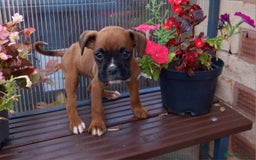 Boxer dogs for sale: KC Registered and ONLY 4 Left! See my 5* reviews - Image 16