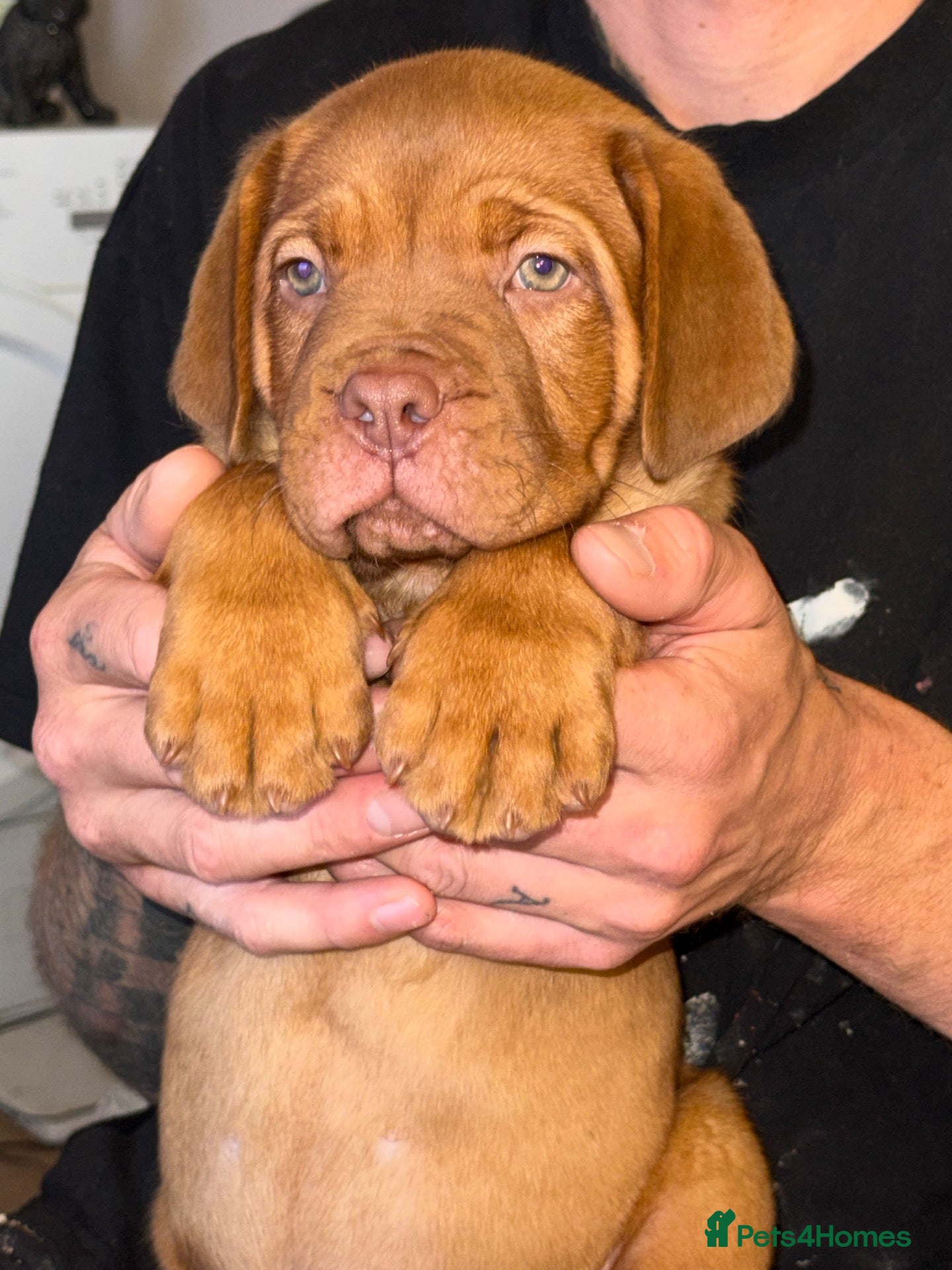 Dogue De Bordeaux dogs Dogue de bordeux puppies  - Advert 1