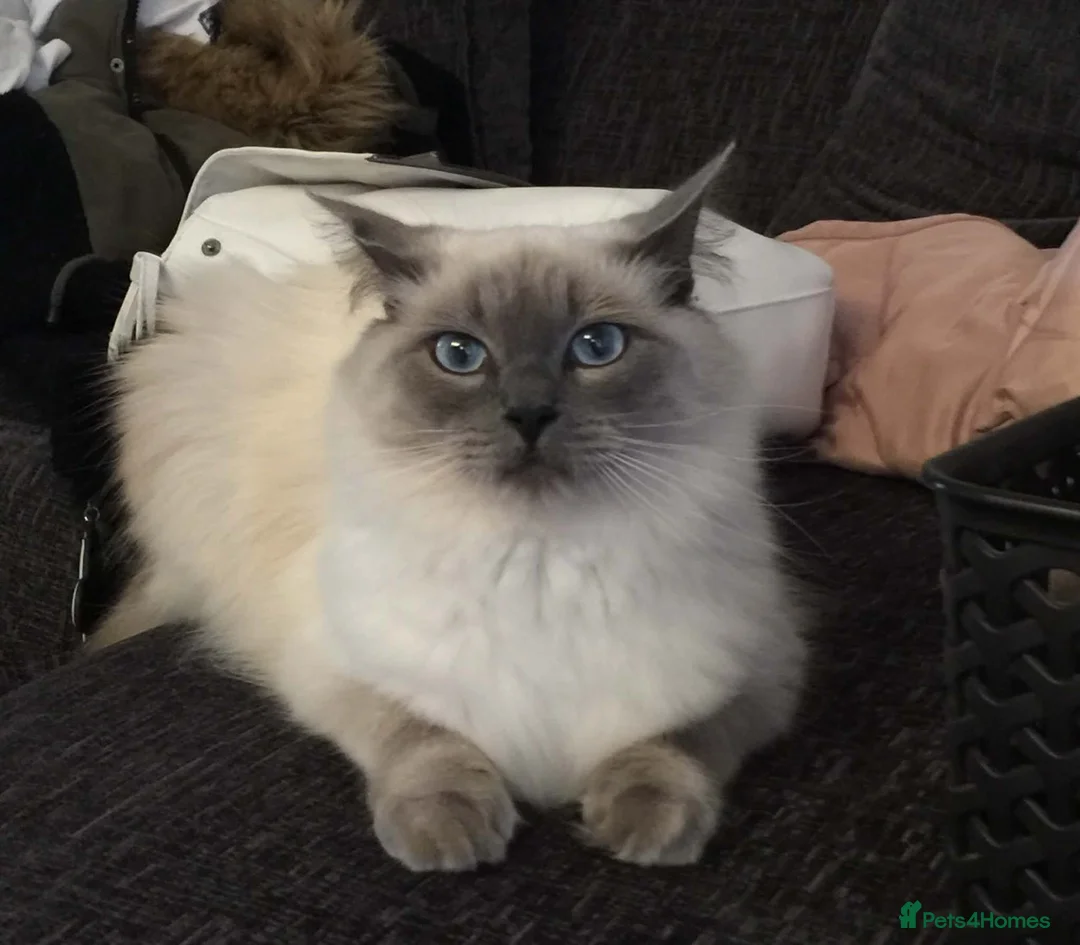 Ragdoll cats for sale: Ragdoll  in Whitstable - Advert 2