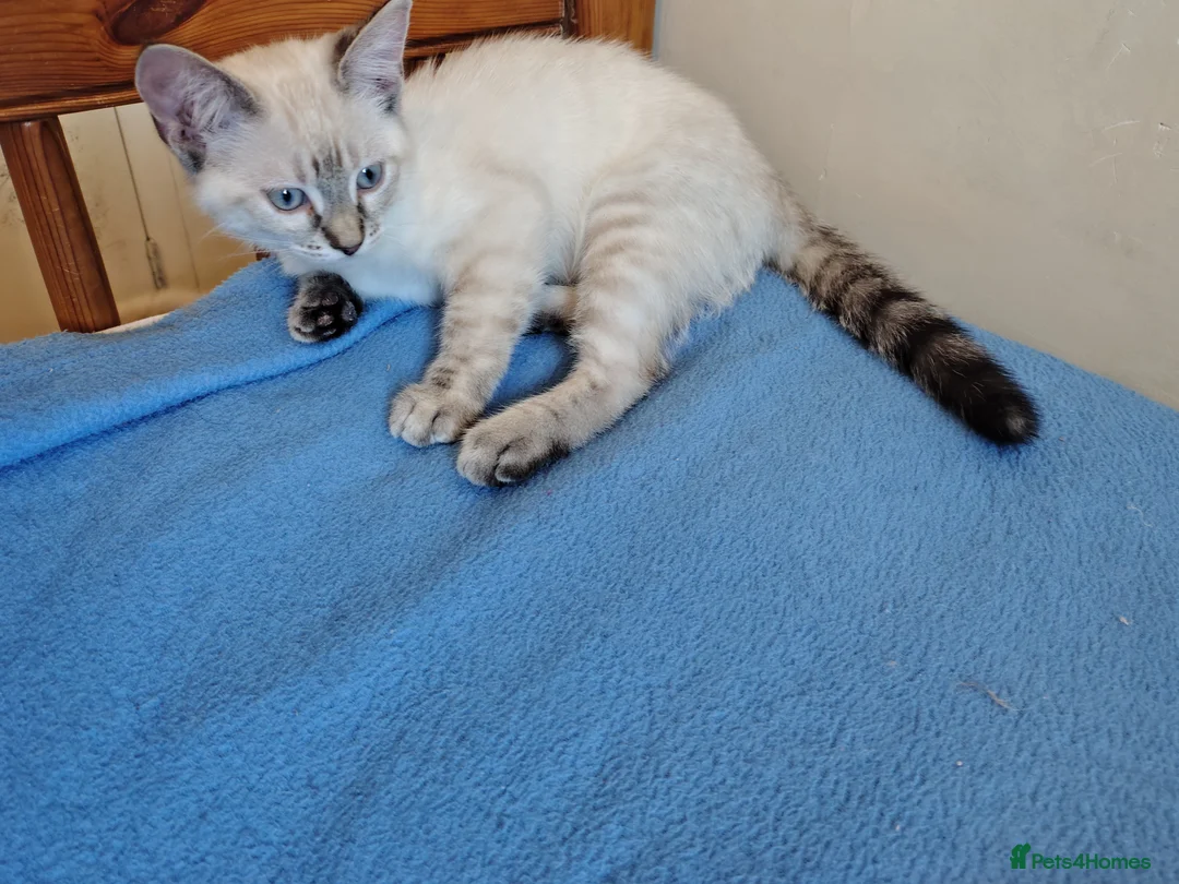 Mixed Breed cats for sale:  1 girl left lynx point - BLUE eyed ragdoll mix - Advert 2