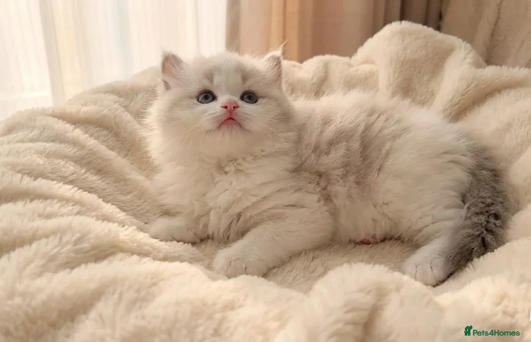 Ragdoll cats for sale: Exceptional Tica Registered Ragdoll Kittens - Advert 2