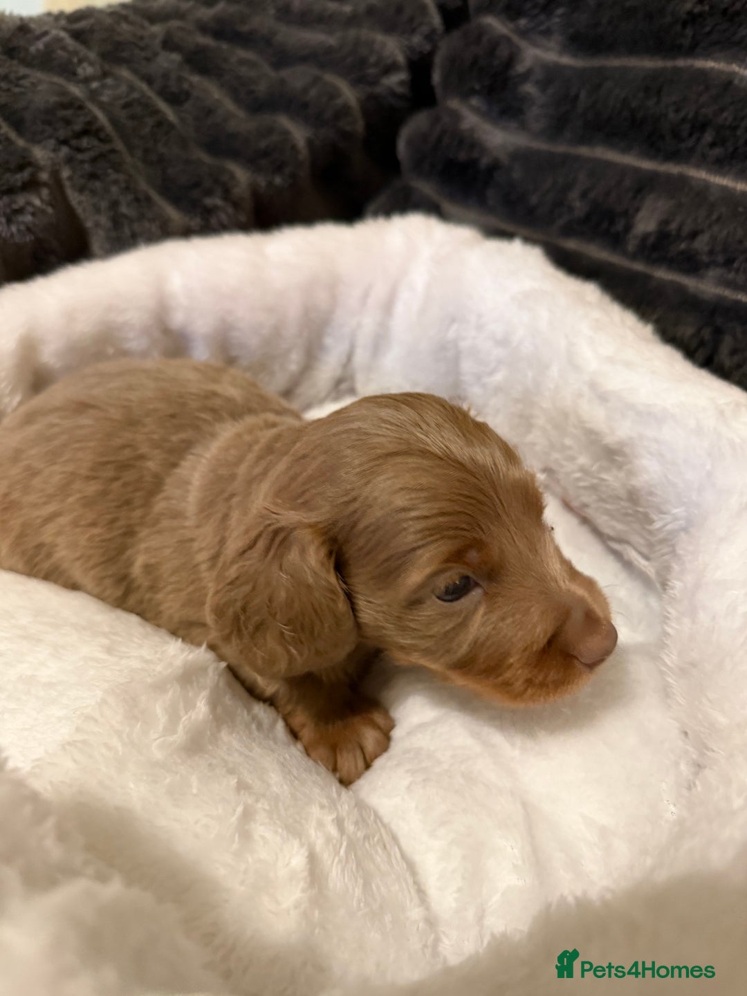 Miniature Dachshund dogs for sale: Stunning Miniature Dachshund kc reg READY NOW 🎄🎄 - Advert 17