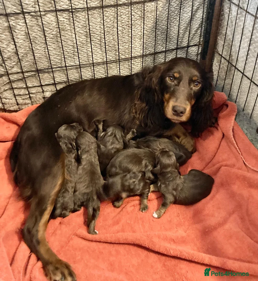 Cocker Spaniel dogs for sale: Cocker Spaniel Puppies Ready Now - Advert 10