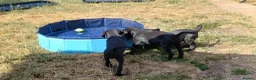 Labrador Retriever dogs for sale: KC REGISTERED BLACK BITCH PUPPY FOR SALE - Advert 4