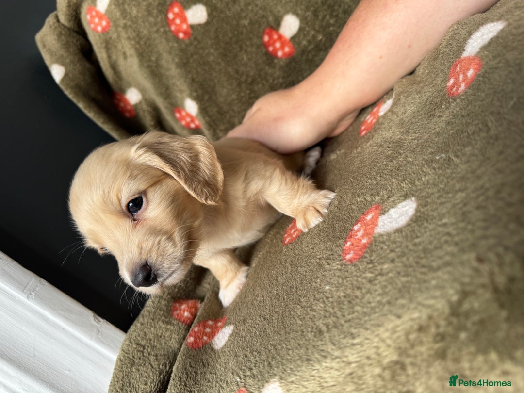 Miniature Dachshund dogs for sale: Cream&Shaded KC reg. PRA clear 4 weeks old - Image 9