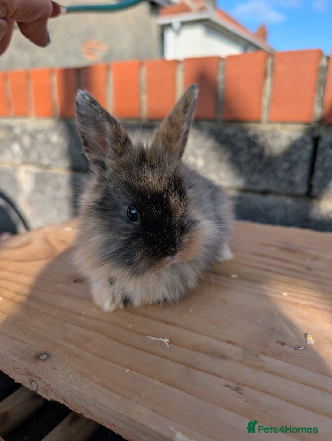 Gallery Image {{count}}