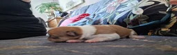 Chihuahua dogs for sale: Chihuahua  - Advert 2