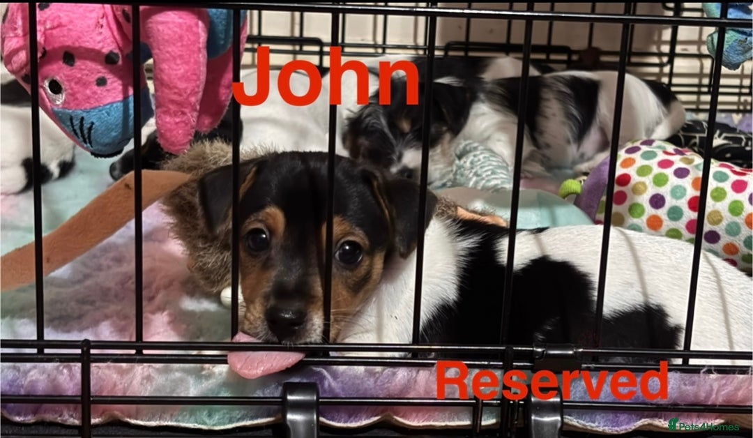Mixed Breed dogs for sale: 6 Jack Russell x Yorkshire Terrier Puppies  - Image 17