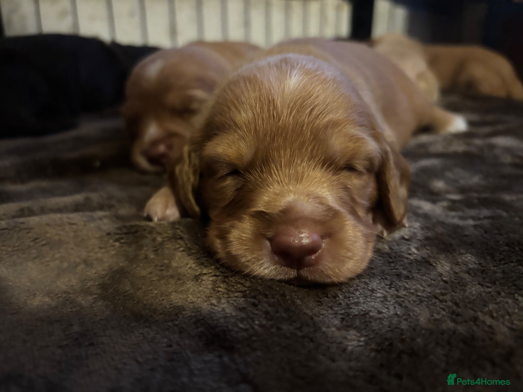 Cockapoo dogs Cockapoo puppies  - Advert 15