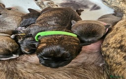 Mixed Breed dogs for sale: 8 Puppies - 3/4 blue staff 1/4 whipit  in Cradley Heath - Image 12