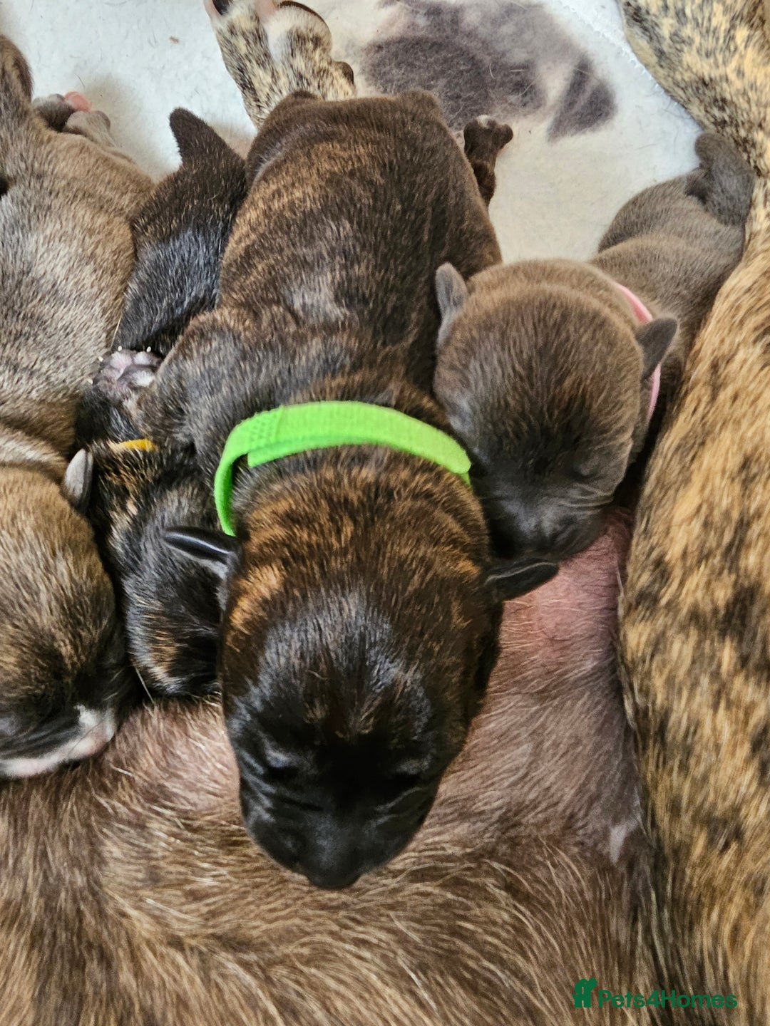 Mixed Breed dogs for sale: 8 Puppies - 3/4 blue staff 1/4 whipit  in Cradley Heath - Image 12