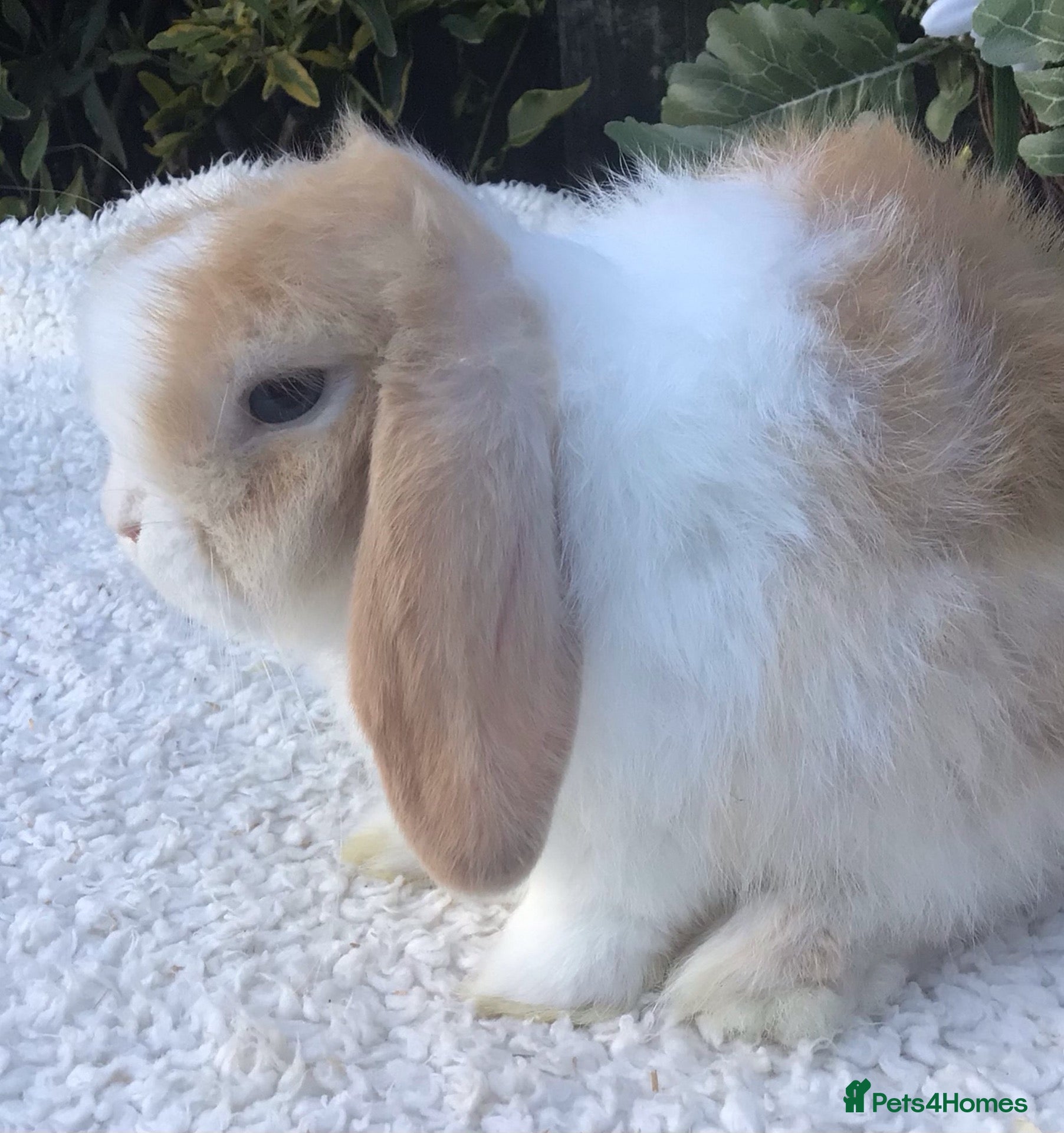 Mini Lop rabbits Mini lop buck - Advert 2
