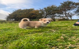 Welsh Corgi Pembroke dogs for sale: Beautiful Registered Pembroke Corgis - Image 14