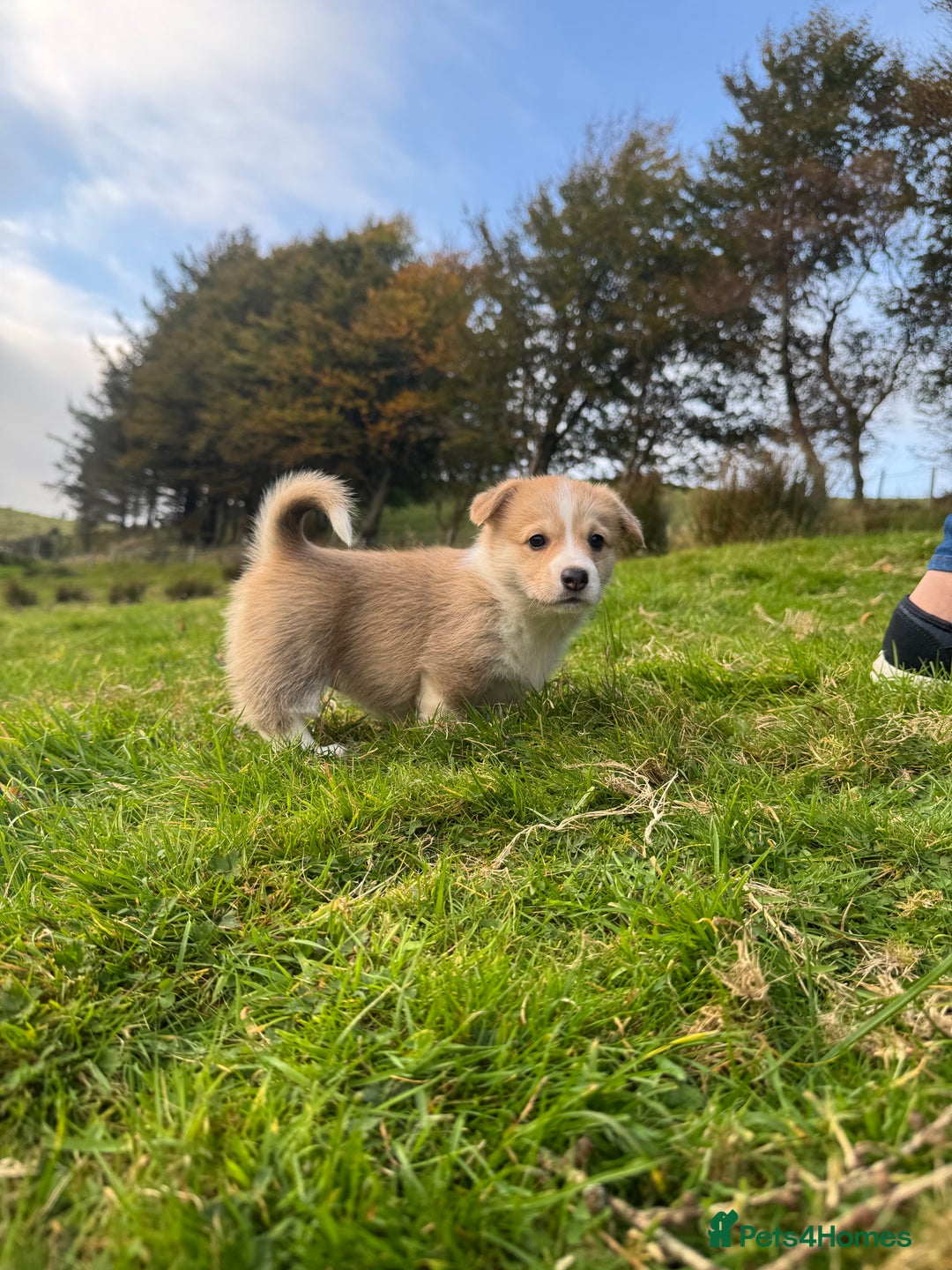 Welsh Corgi Pembroke dogs for sale: Beautiful Registered Pembroke Corgis - Image 14