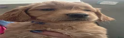 Golden Retriever dogs for sale: Selective litter from health tested parents - Advert 33
