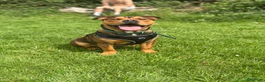 Mixed Breed 1
