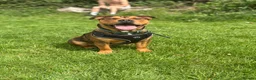 Mixed Breed dogs for sale: 6 month old Staffordshire bull terrier X bulldog in Hemel Hempstead - Advert 2