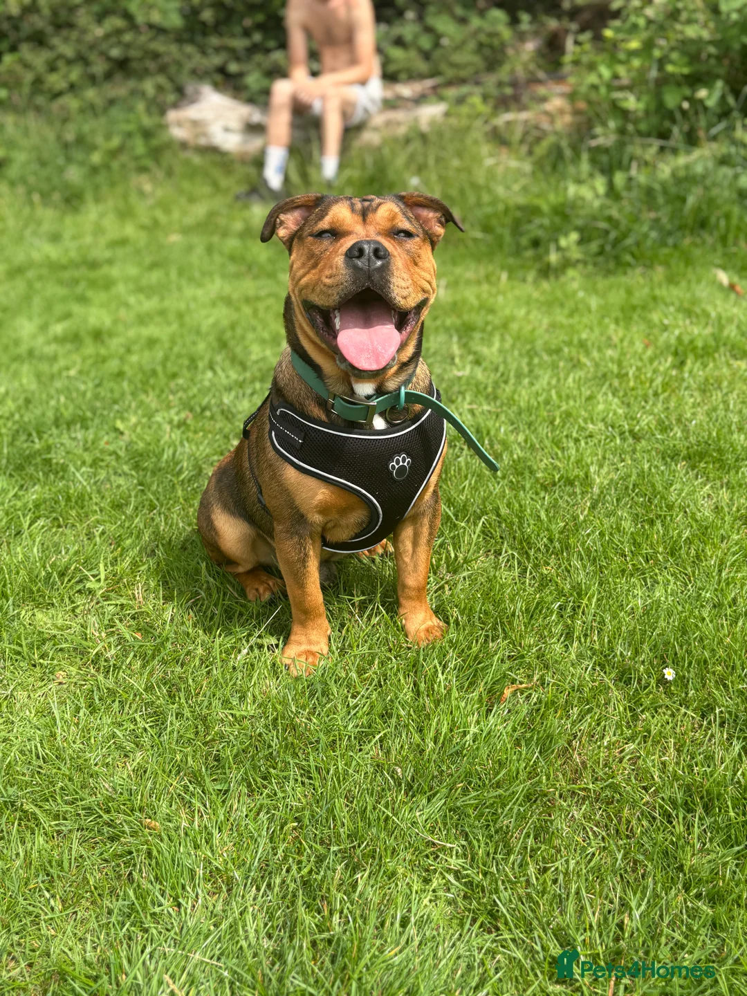 Mixed Breed dogs for sale: 6 month old Staffordshire bull terrier X bulldog in Hemel Hempstead - Advert 2