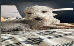 Bedlington Terrier dogs for stud: KC Registered Bedlington Terrier Stud in Ferryhill - Image 6