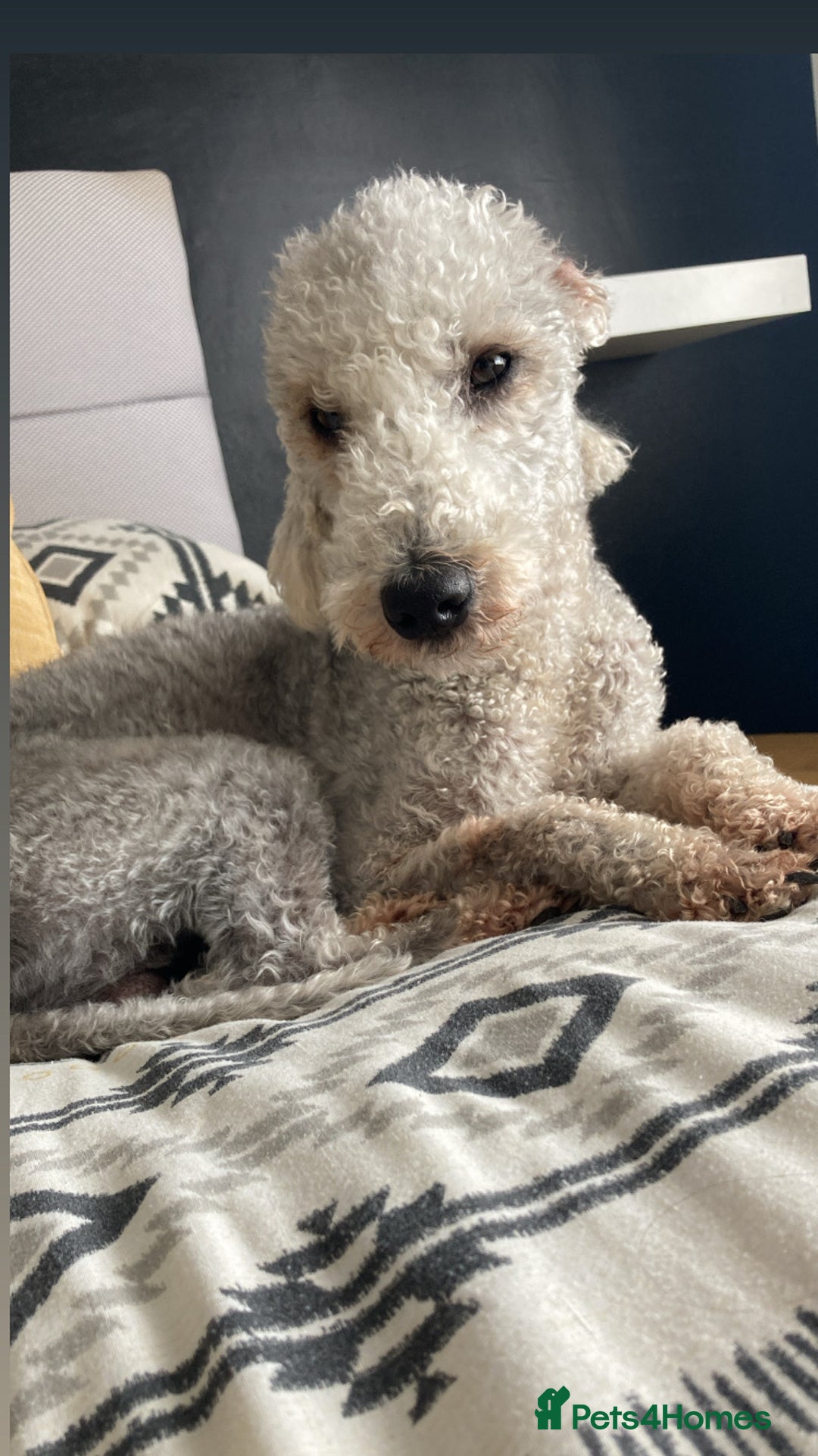 Bedlington Terrier dogs for stud: KC Registered Bedlington Terrier Stud in Ferryhill - Image 6