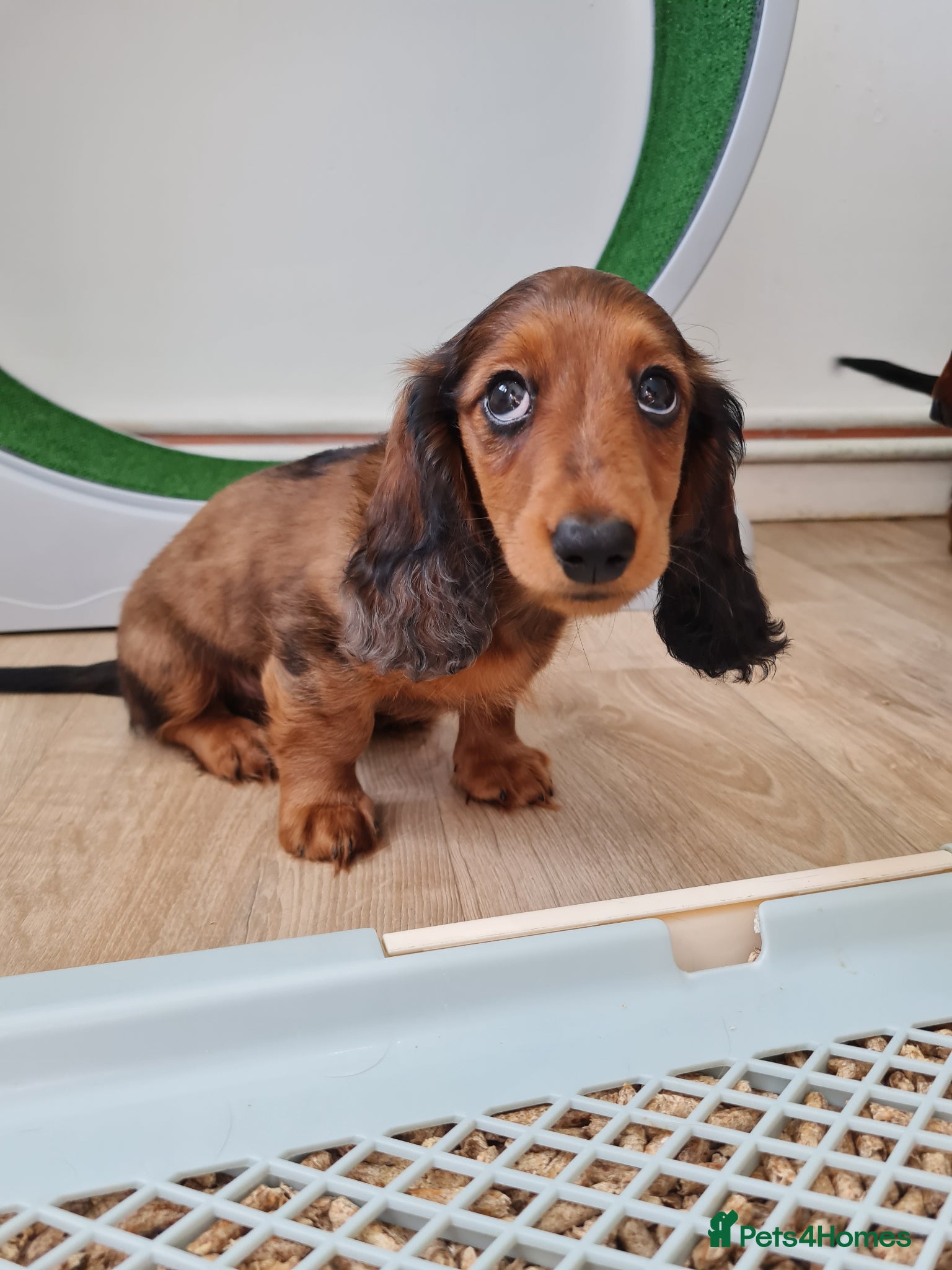 Miniature Dachshund dogs Mini Dachshund KC Reg LH Ready, champion pedigree - Advert 6