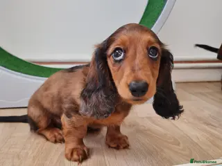 Miniature Dachshund dogs Mini Dachshund KC Reg LH Ready, champion pedigree - Advert 6