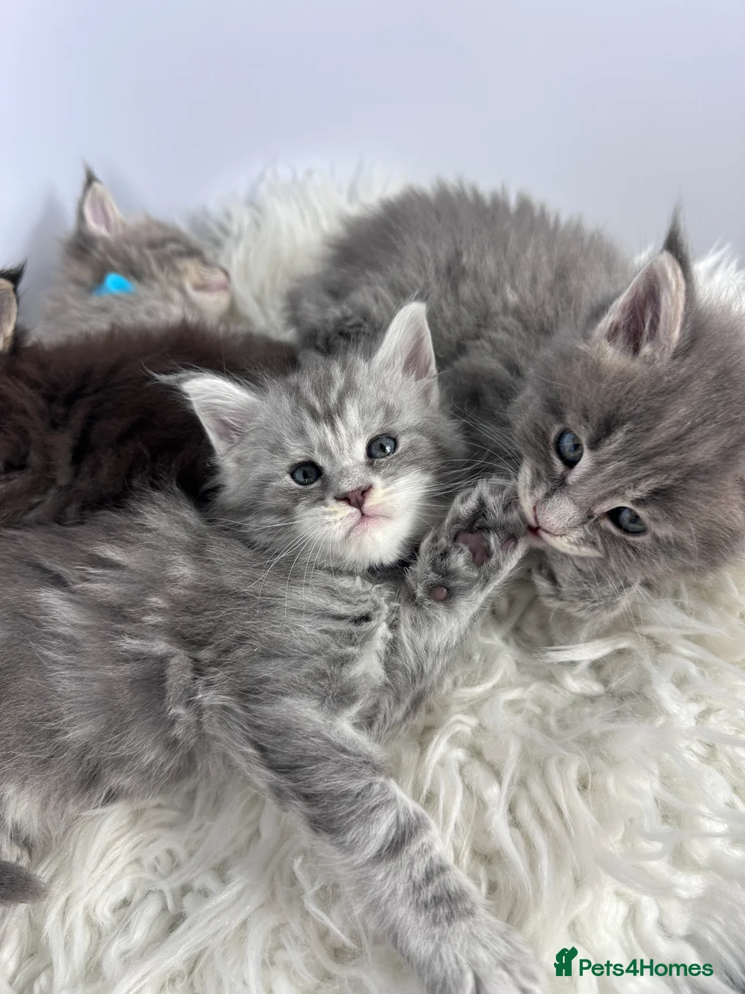 Maine Coon cats for sale: ✨Last 2 Gorgeous Pure Breed Maine Coon Kittens✨ - Advert 15