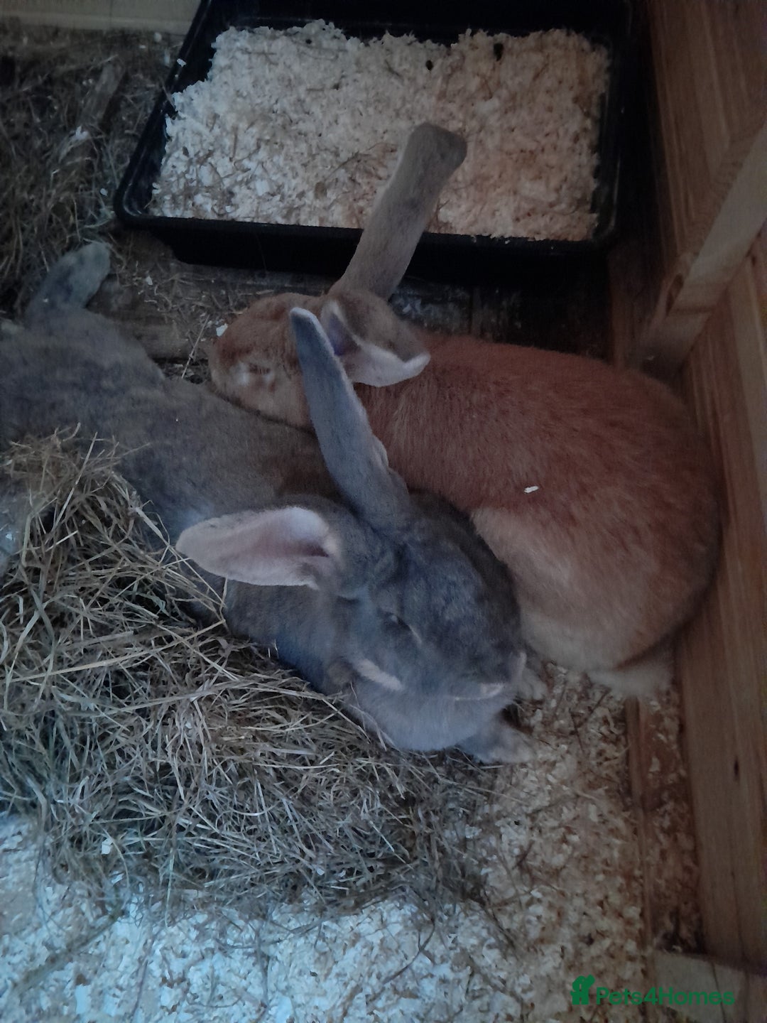 Continental Giant rabbits for sale: Beautiful Pure Continental Giant Babies - Advert 27