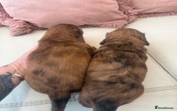 Miniature Dachshund dogs for sale: KC REG Long Hair Miniature Dachshund x 3 Red Boys - Image 12