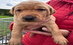 Labrador Retriever dogs for sale: 1st Class ⭐️⭐️⭐️⭐️⭐️ Licensed - Image 4