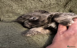 Shih Tzu dogs for sale: A lovely litter of Shih Tzu pups - Image 11