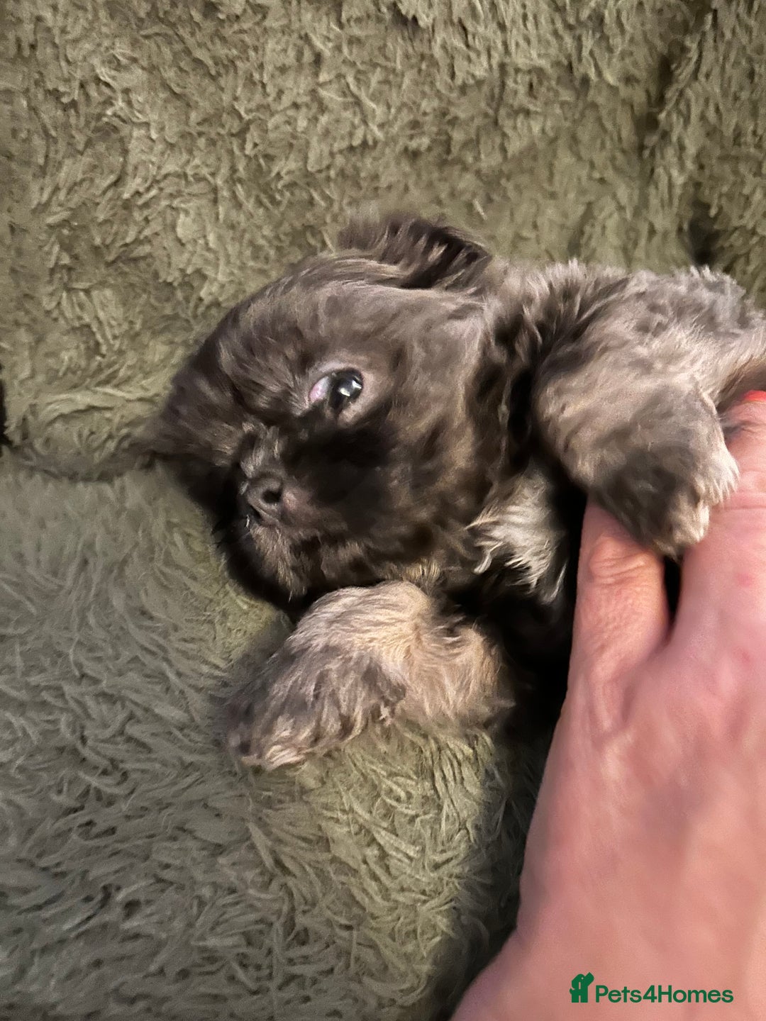 Shih Tzu dogs for sale: A lovely litter of Shih Tzu pups - Image 11