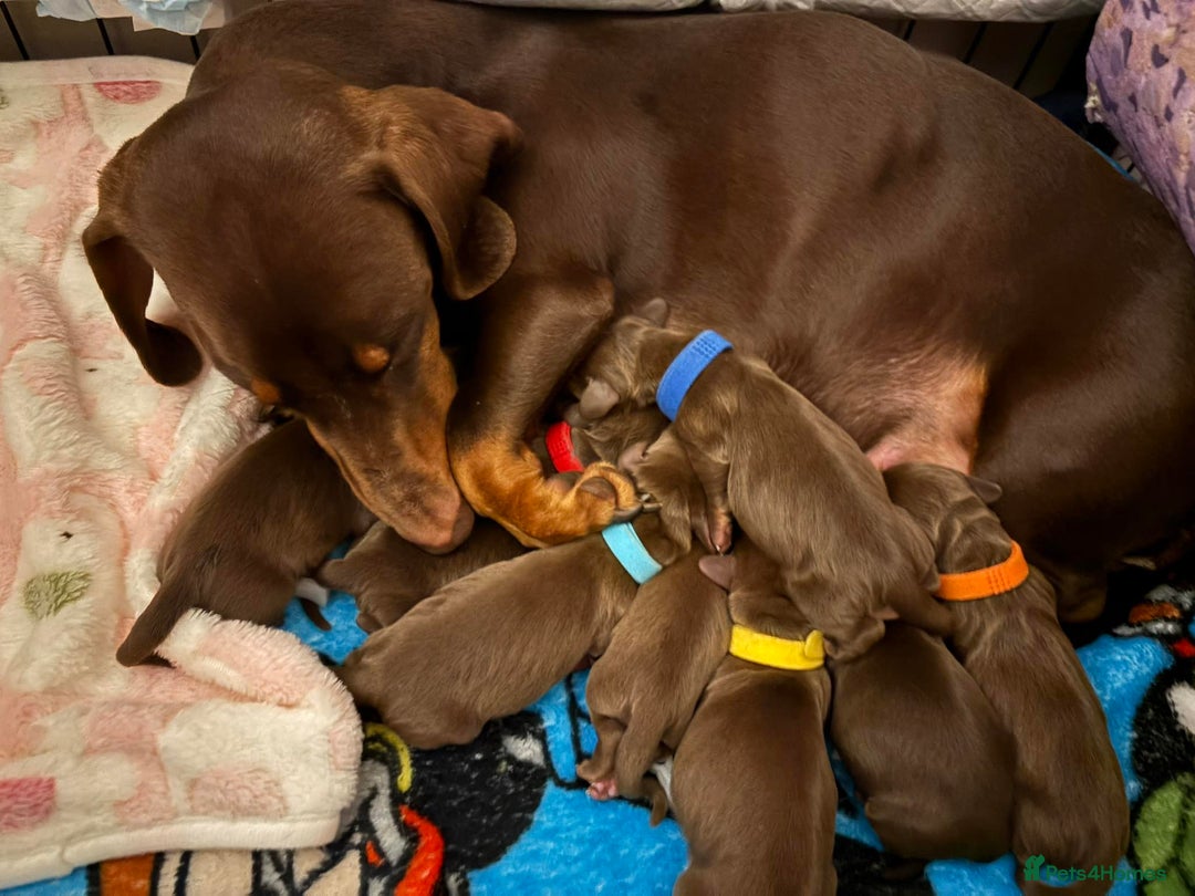 Miniature Dachshund dogs for sale: Miniature Dachshund Puppies- Family Raised - Advert 11