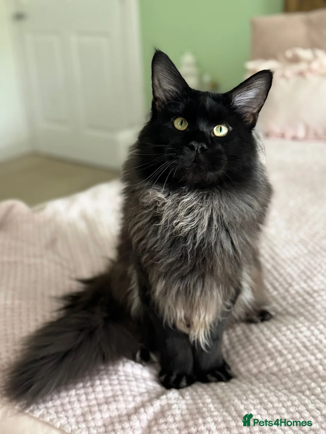 Ragcoon cats for sale: 4 FEMALE RAGCOON KITTENS ❤️AVAILABLE❤️ - Advert 15