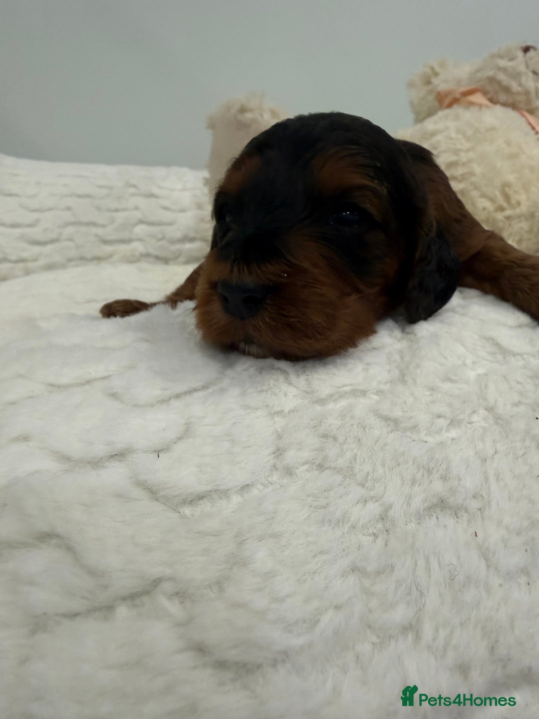 Cockapoo dogs for sale: 11 red sable, f1 cockapoo. KC & DNA clear parents - Advert 4