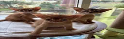 Abyssinian cats for sale: Abyssinian 7 weeks two boys - Advert 2