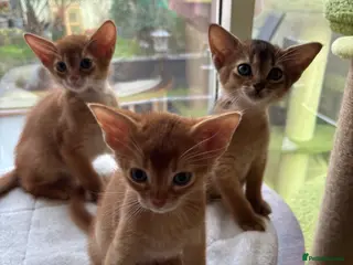 Abyssinian cats Abysinian 3 weeks kittens - Advert 7