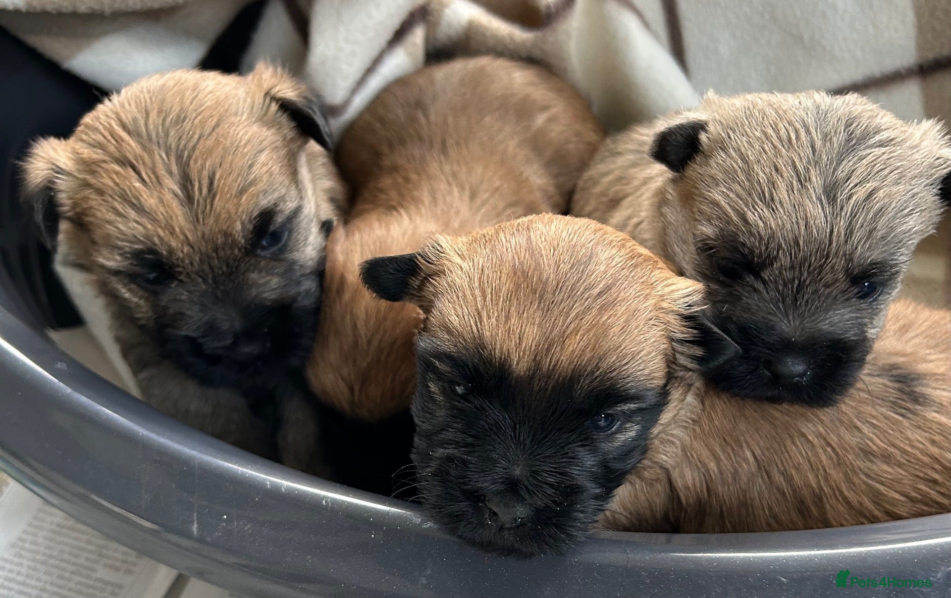 Cairn Terrier dogs for sale: Gorgeous Cairn Terrier Puppys - Advert 3