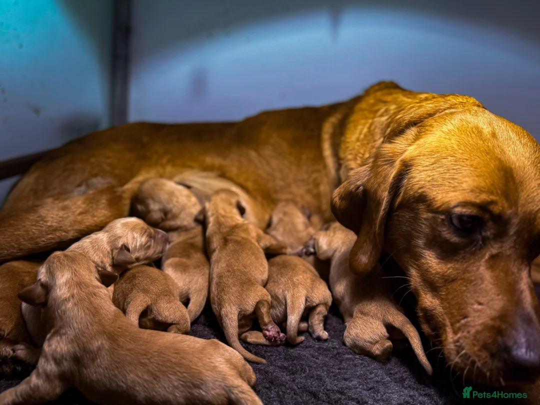 Labrador Retriever dogs for sale: Deep Red Quality Labrador Puppies - Advert 6